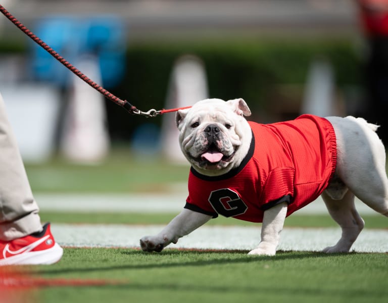 uga football news 24 7