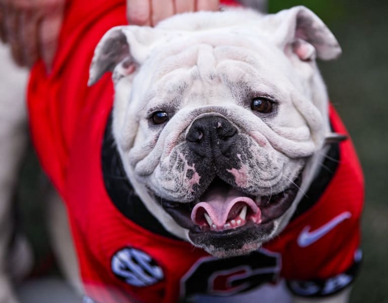 Georgia bulldog outlet collar