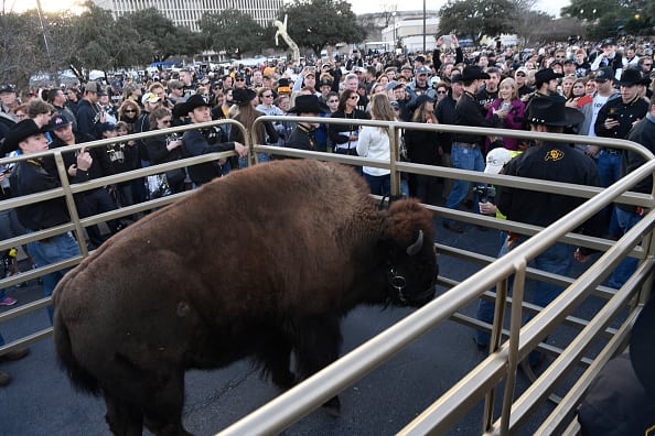 SAN ANTONIO, TX - December 29: Colorado Buffaloes fans get a close look at Ralphie the Buffalo at a rally near the Alamodome for the Valero Alamo Bowl against the Oklahoma State Cowboys December 29, 2016. (Photo by Andy Cross/The Denver Post via Getty Images)