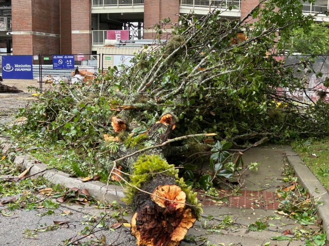 Smaller trees were down along a sidewalk as well as the parking lots around Doak.