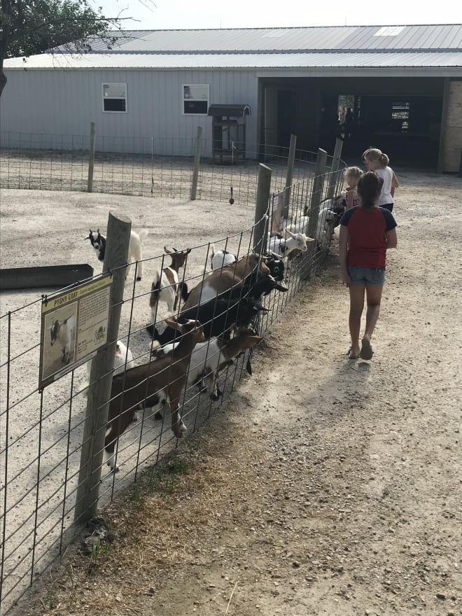 Guests can feed and pet several species at Big Joel's Safari, including the goats.