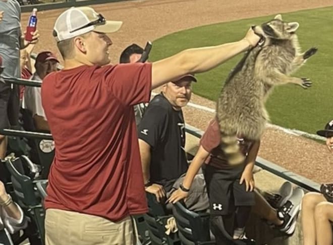 Grant Harmon caught a raccoon during Friday's game between Arkansas and Vanderbilt in Fayetteville.