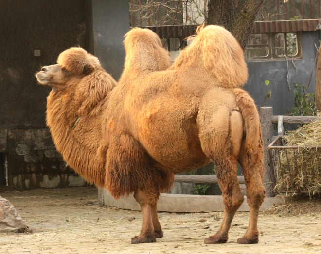 A camel.