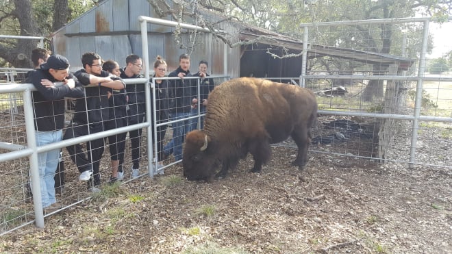 Ralphie V, called 'Blackout' by her Handlers, is seen at a ranch outside of San Antonio, Texas, before she led the Buffs onto the field for the 2016 Valero Alamo Bowl