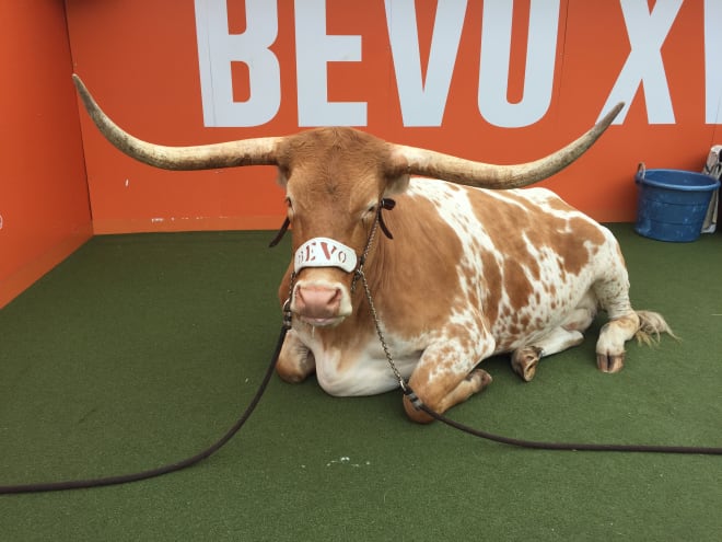 Bevo has not been impressed with his football team recently.