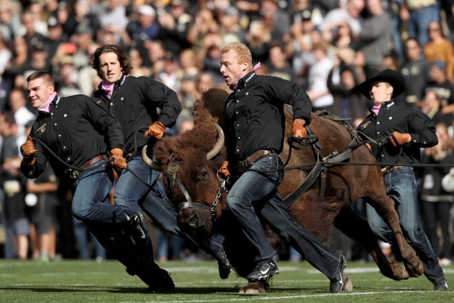 Ralphie V makes her final run as the Buffs prepare to face U of A on Oct. 5, 2019.