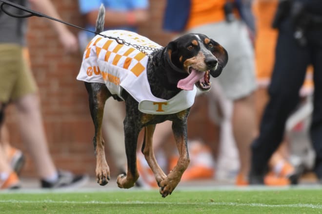 At least Smokey appears to be winning. He's oblivious to the drama in Knoxville. Just give him a treat. 