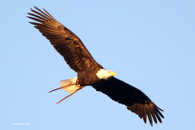 A bald eagle flies over the field at halftime