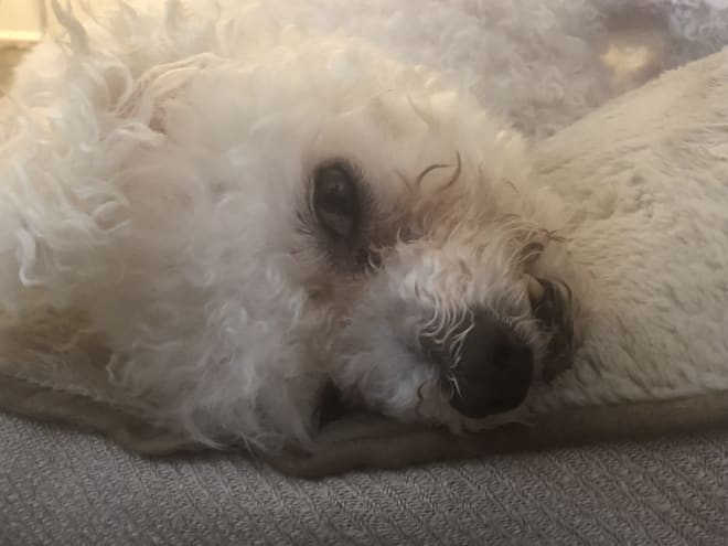 Buddy the Wonder Bichon, confident of his SEC Week 7 picks, gets in a Friday morning nap