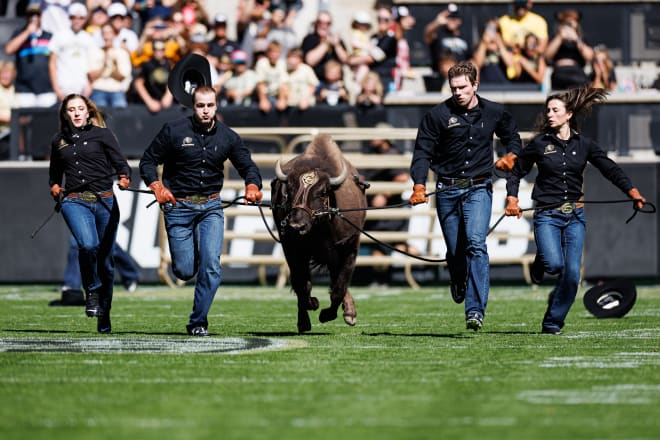 Ralphie and her handlers running out onto Folsom Field.